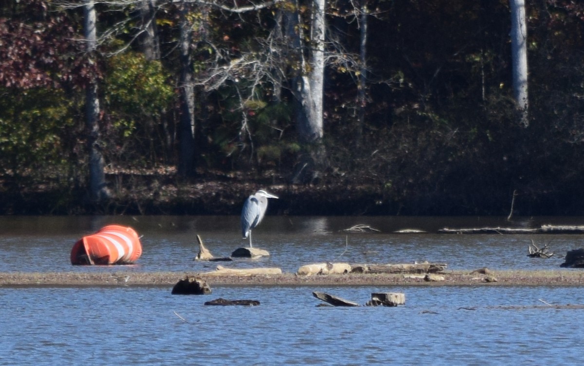 Garza Azulada - ML646291969