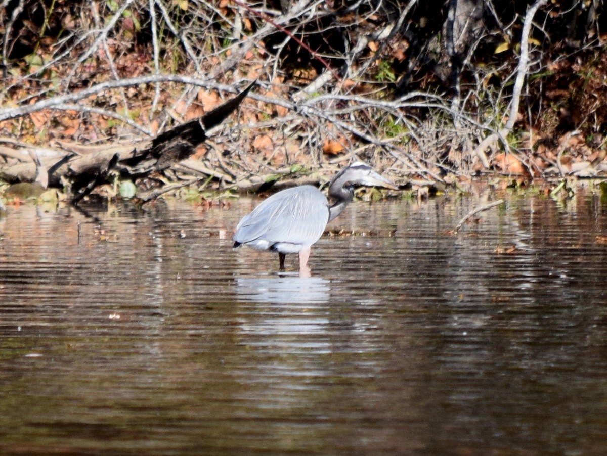 Garza Azulada - ML646291970