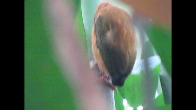 Carpinterito Cejiblanco - ML646291971