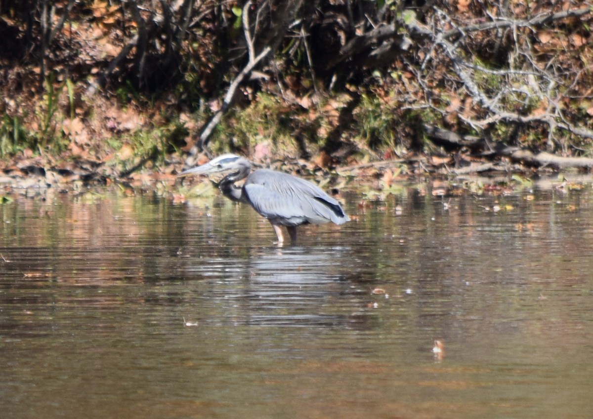 Garza Azulada - ML646291974