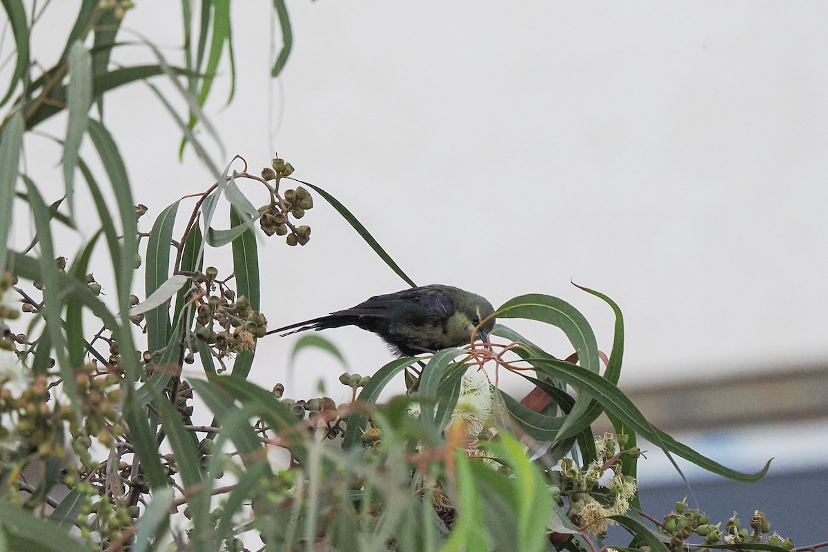 Suimanga del Tacazzé - ML646291977