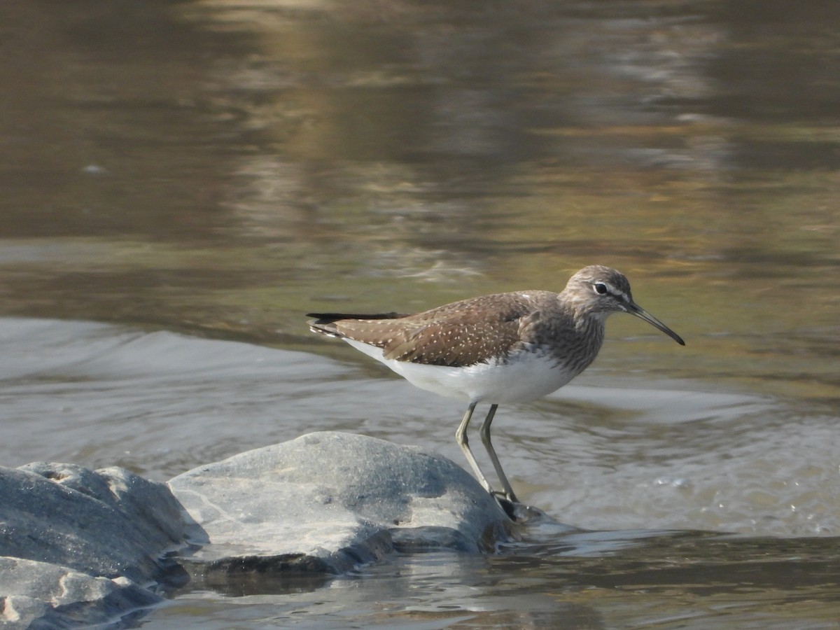 Andarríos Grande - ML646291978