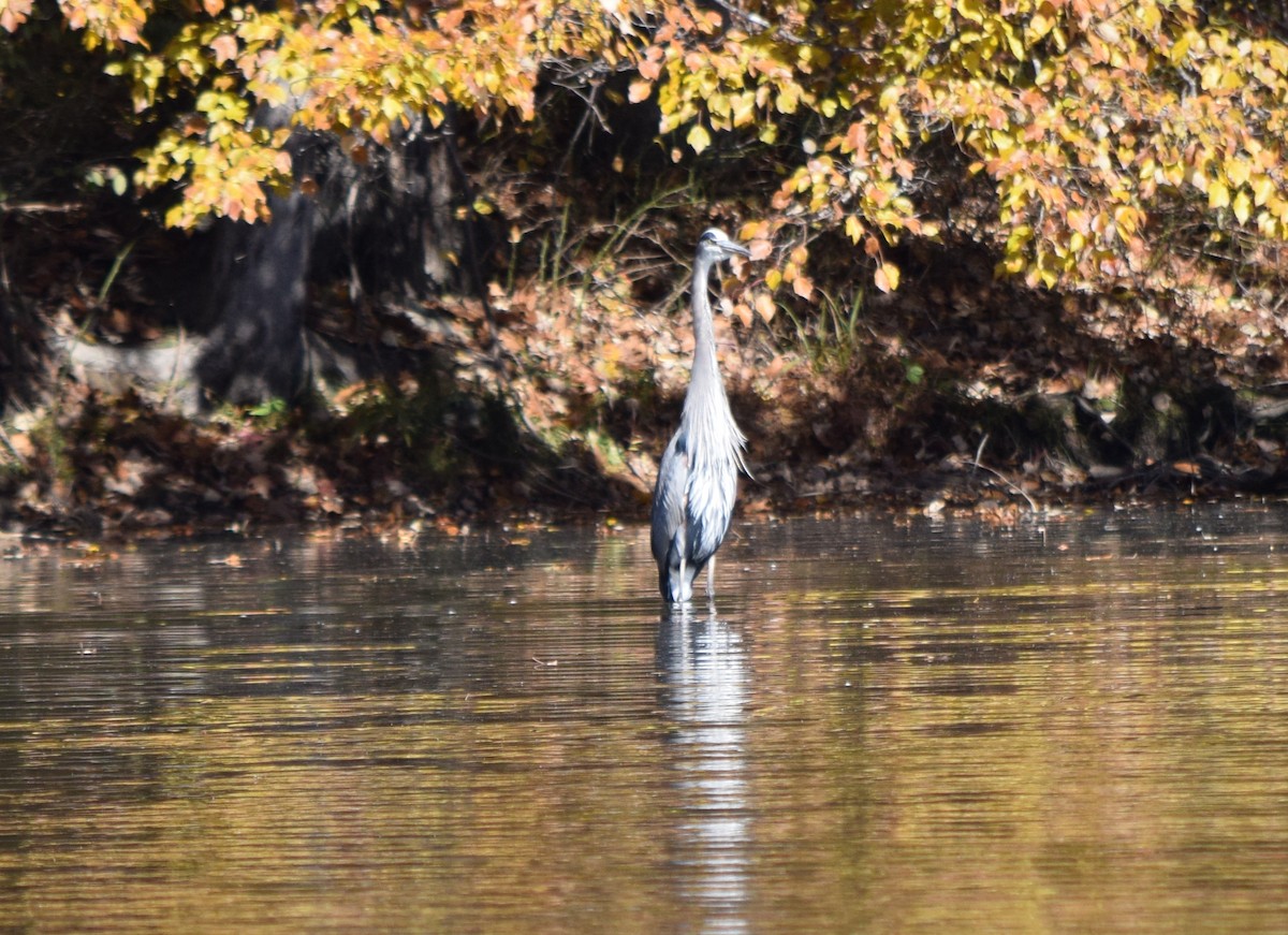 Garza Azulada - ML646291979
