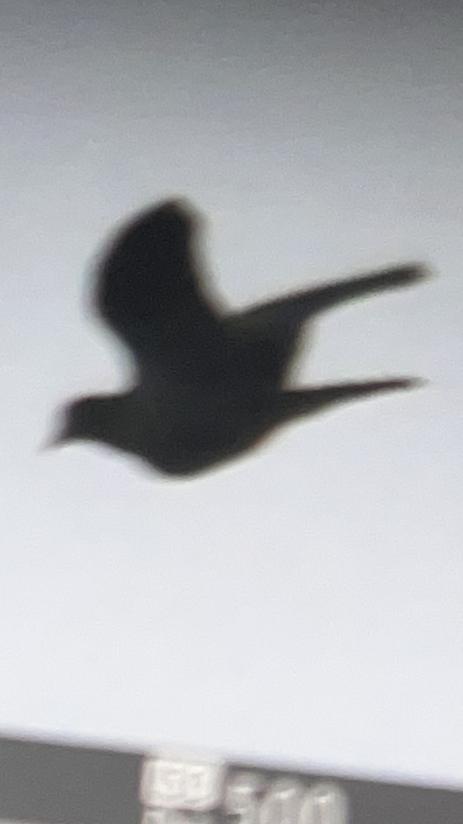 Zenaida Huilota - ML646291981