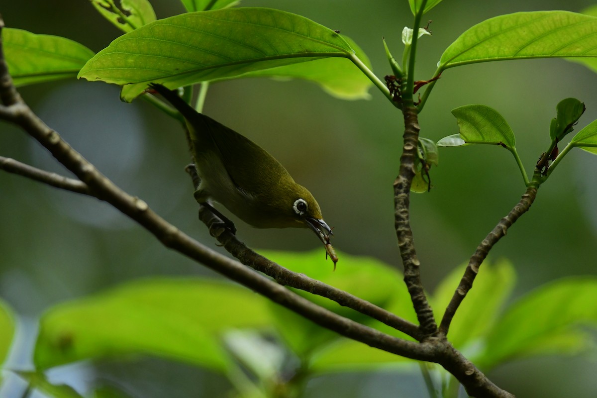 Anteojitos Japonés - ML646291982