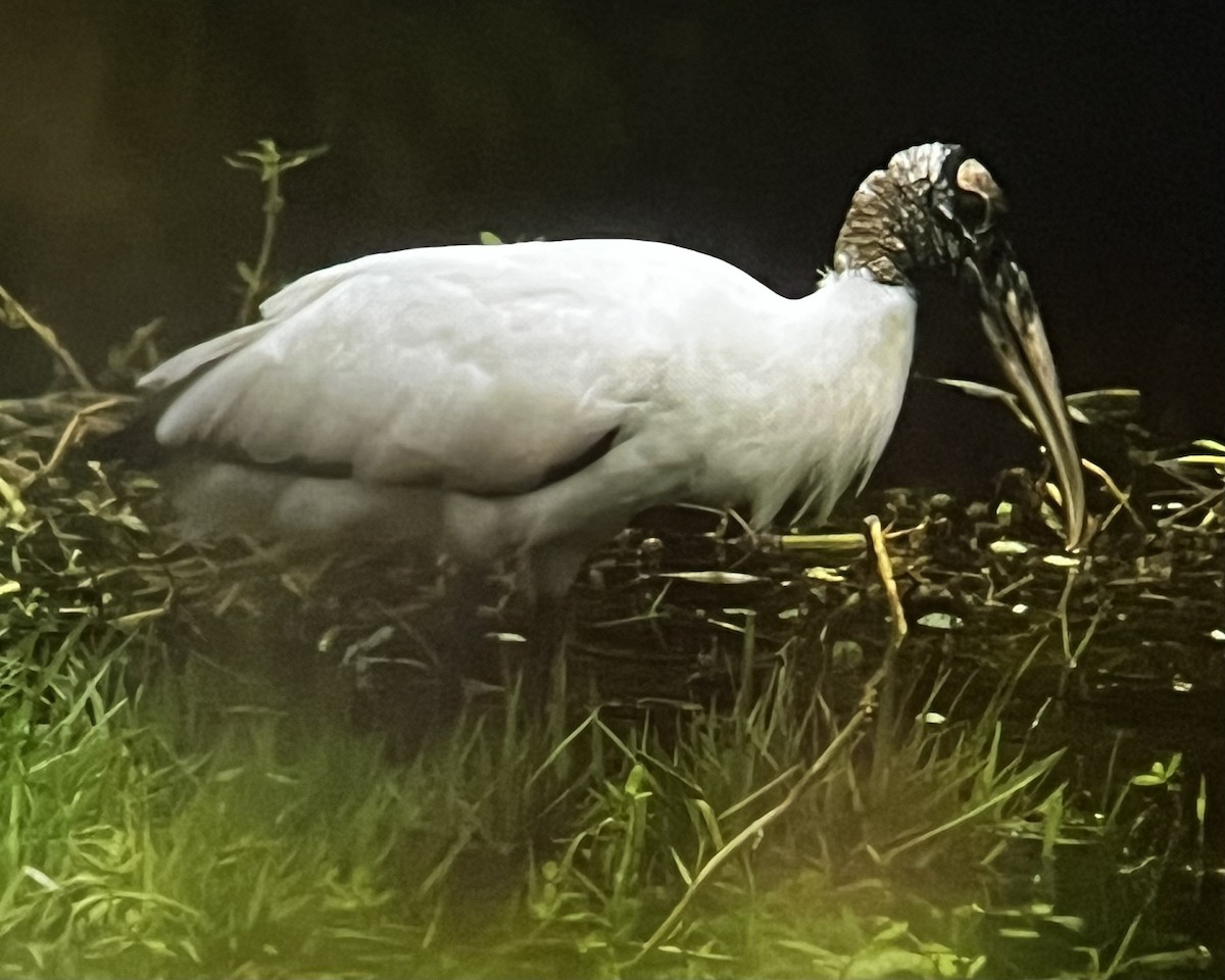 Tántalo Americano - ML646291983