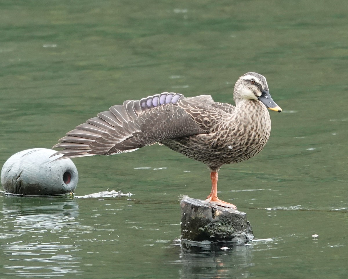 Eastern Spot-billed Duck - ML646291985