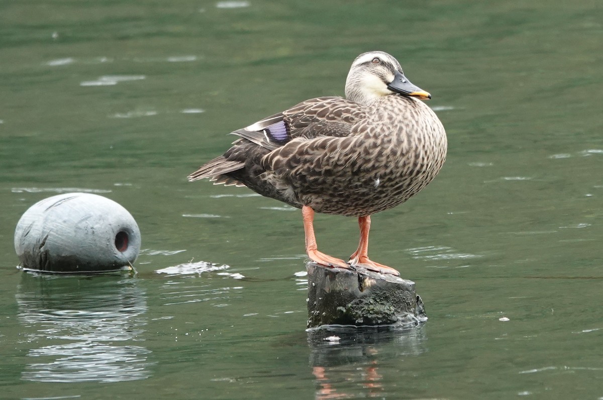 Eastern Spot-billed Duck - ML646291986