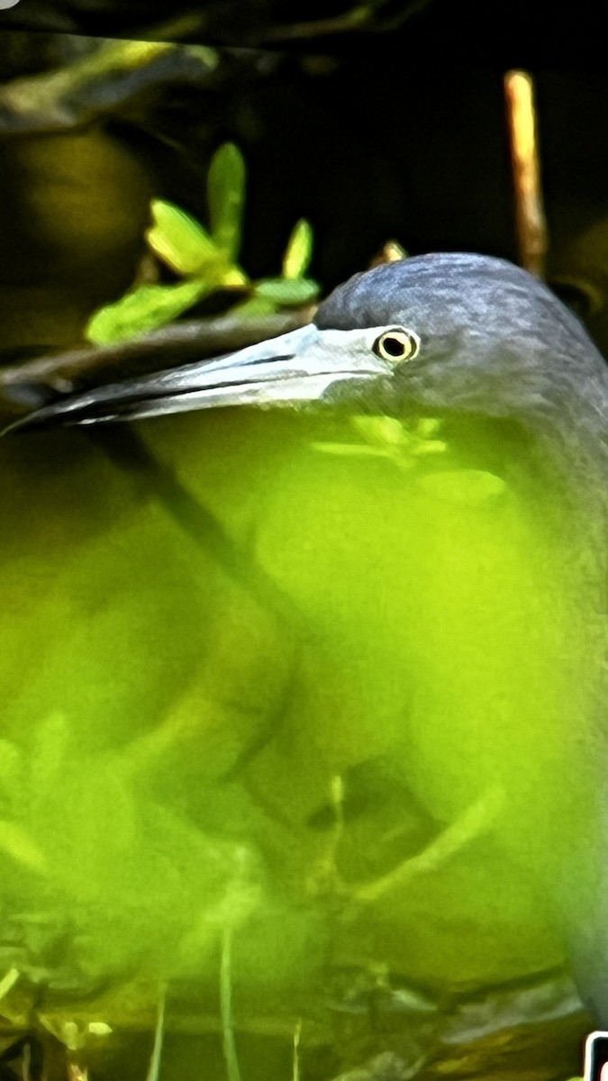 Garceta Azul - ML646291988