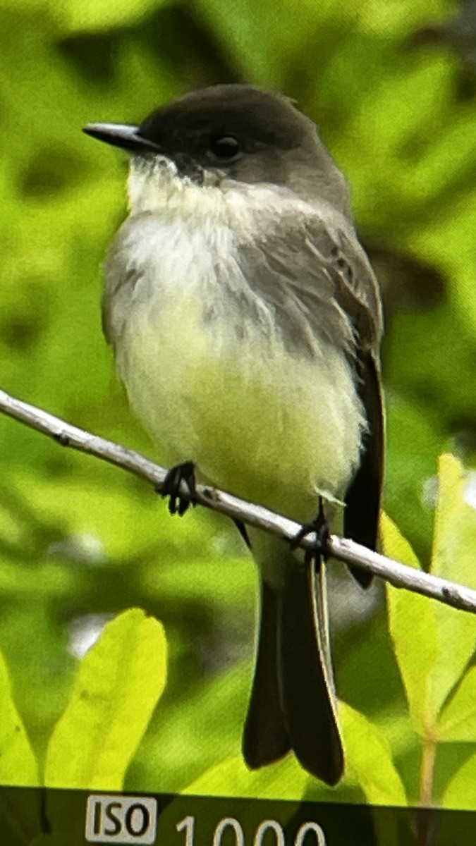 Eastern Phoebe - ML646291991
