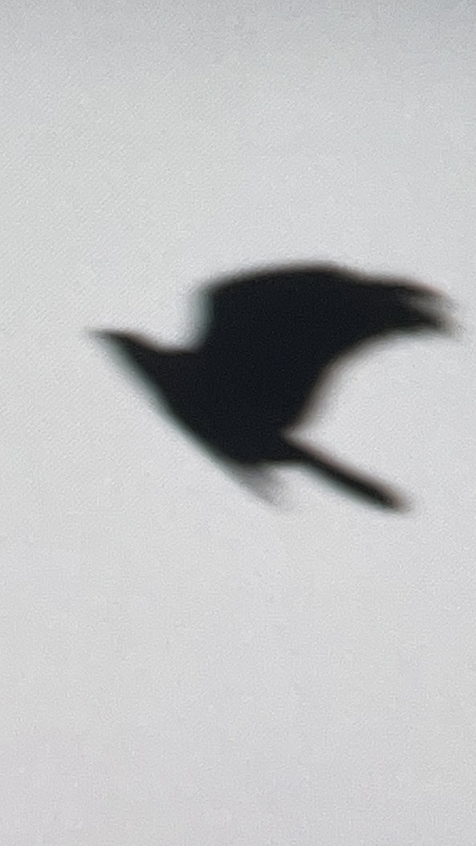 Fish Crow - ML646291993