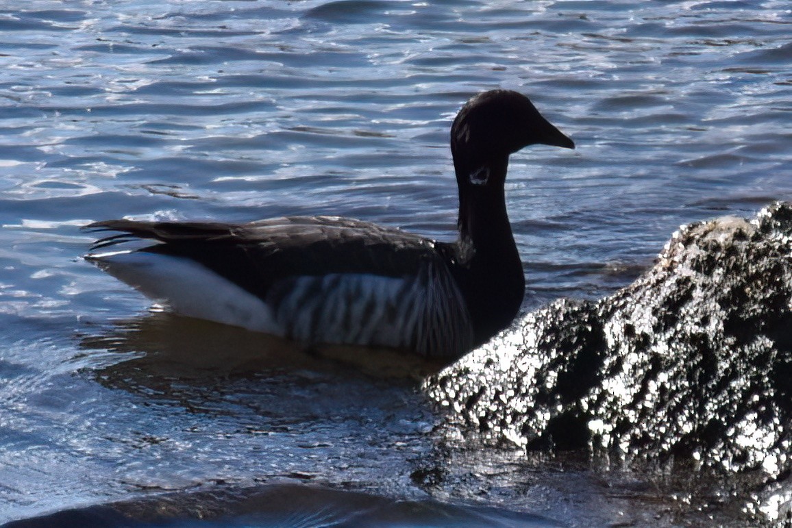 Brant - ML646292001