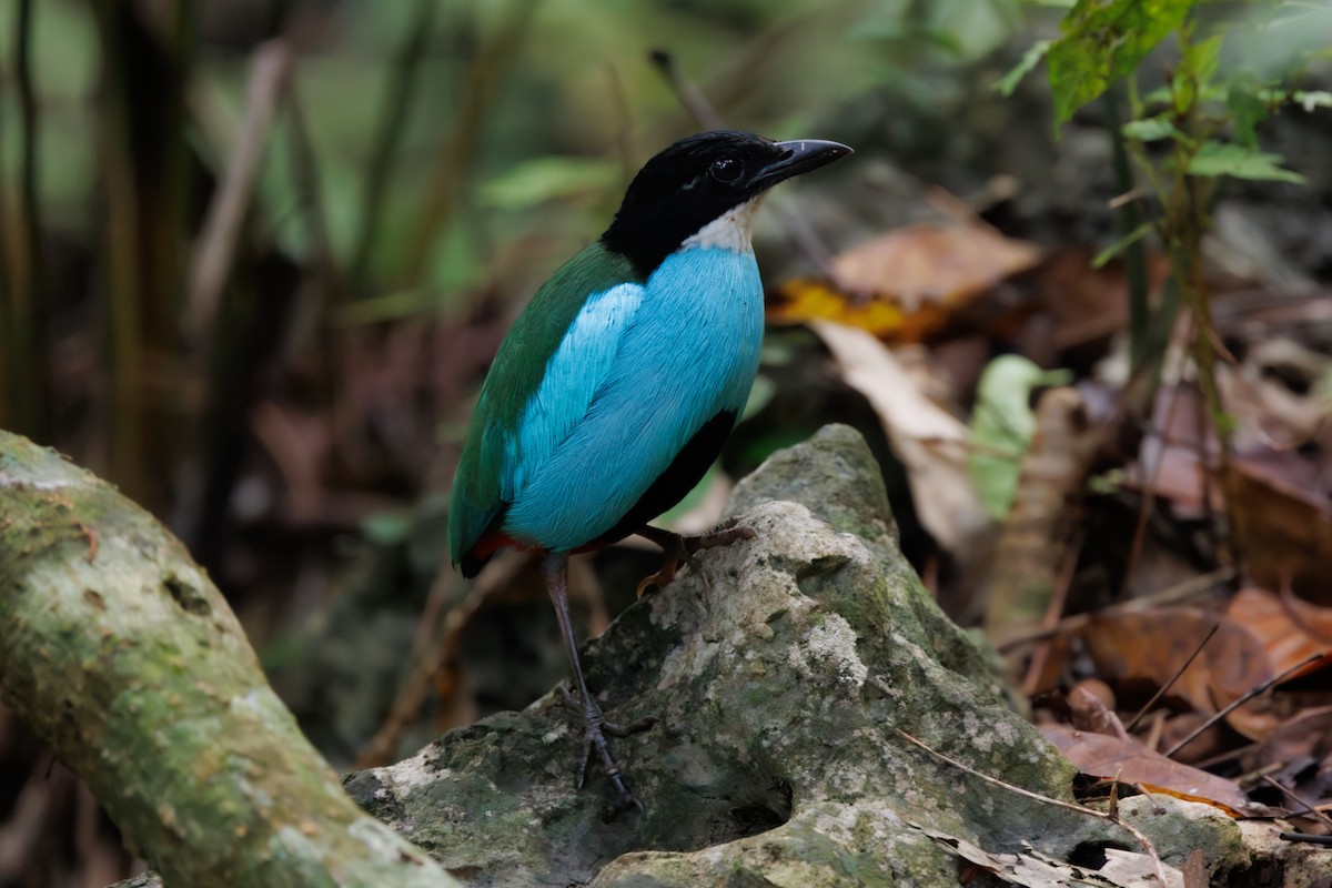 Azure-breasted Pitta - ML646292003