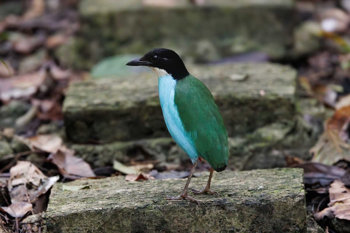 Azure-breasted Pitta - ML646292004
