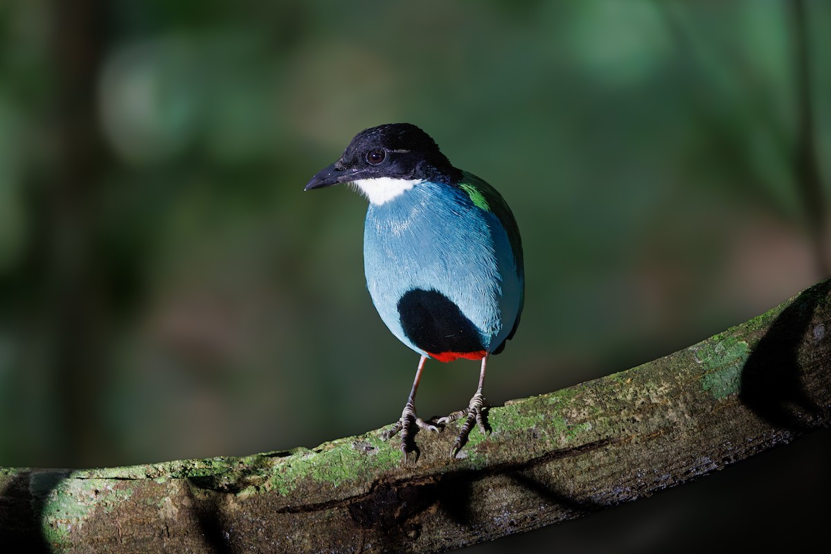 Azure-breasted Pitta - ML646292005