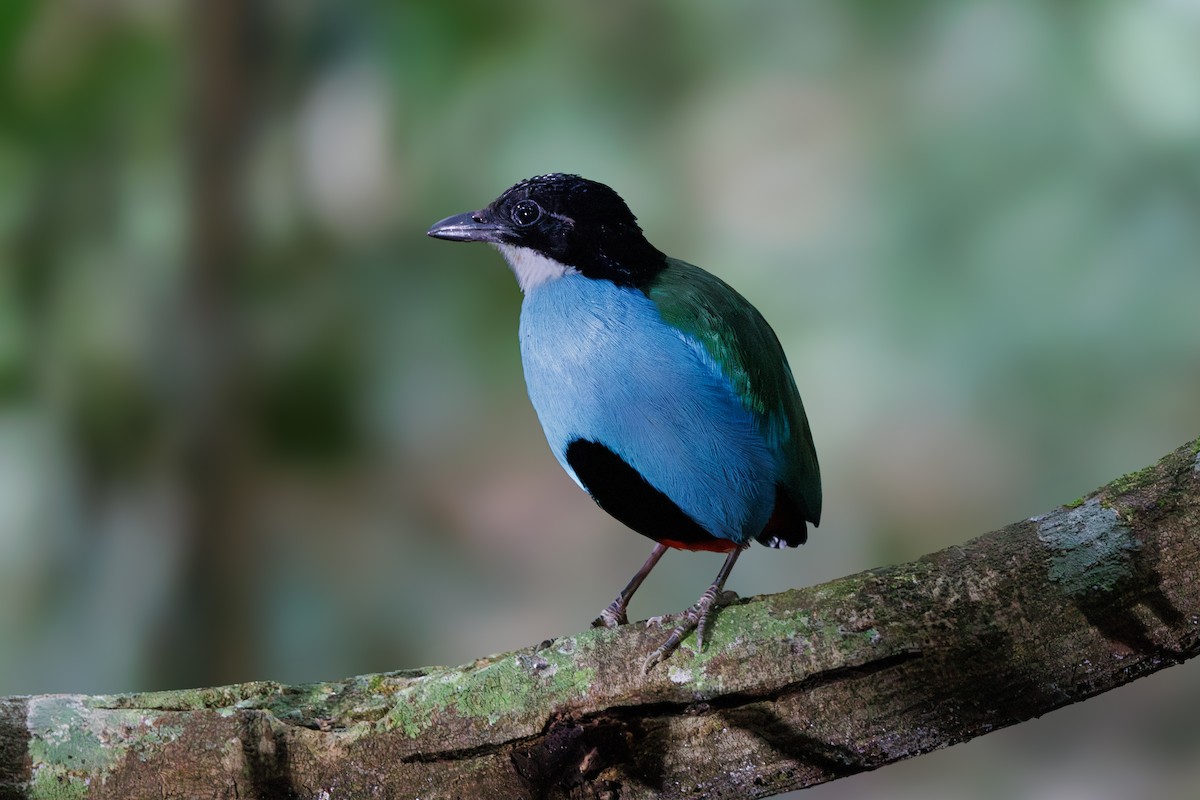 Azure-breasted Pitta - ML646292006