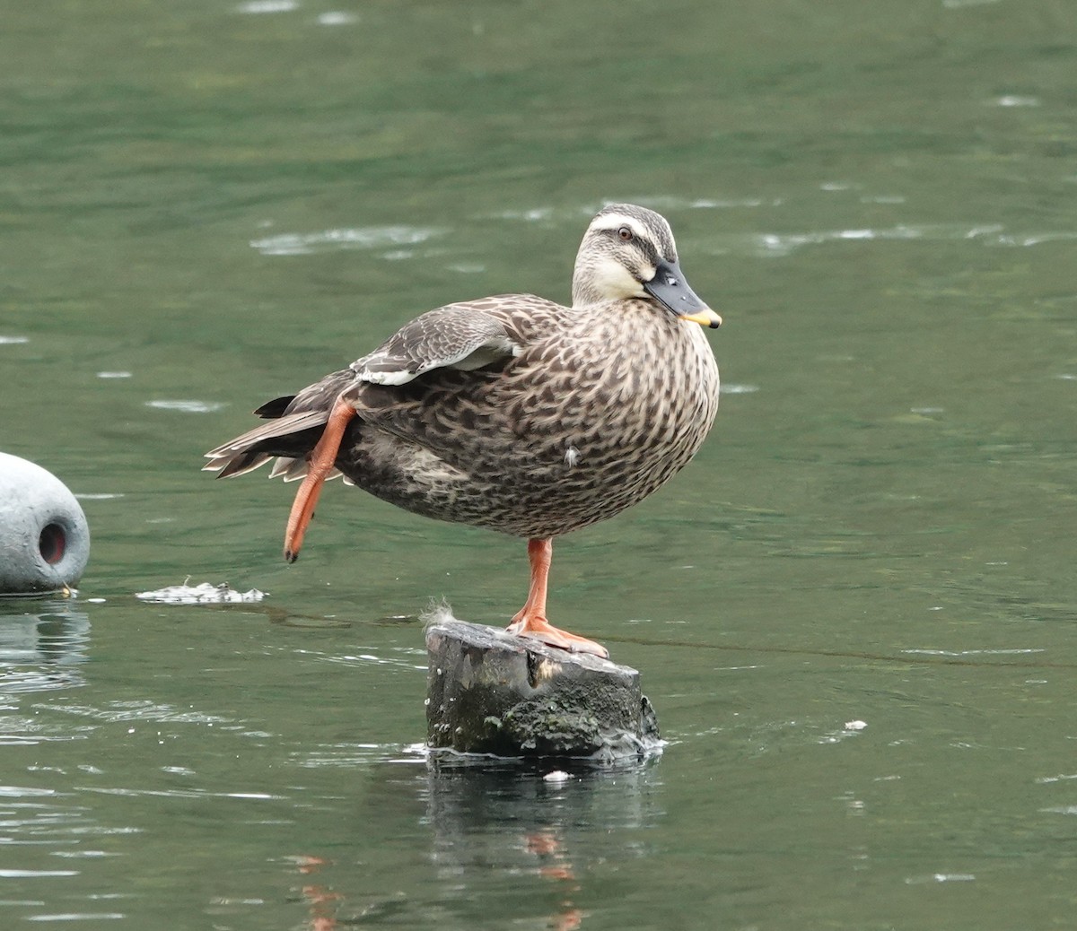 Eastern Spot-billed Duck - ML646292007