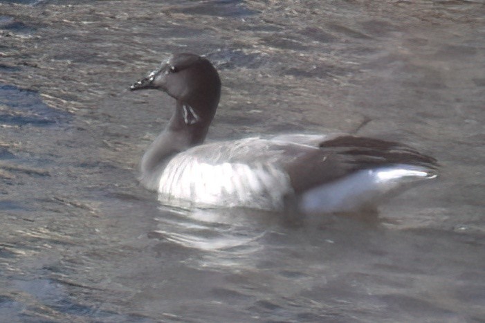 Brant - ML646292010