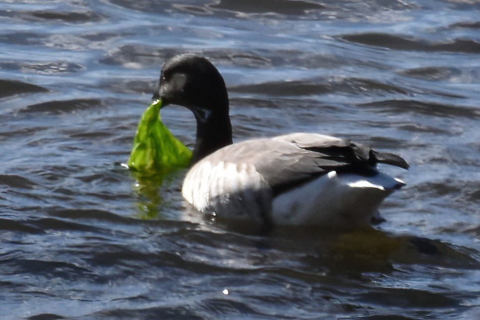 Brant - ML646292011