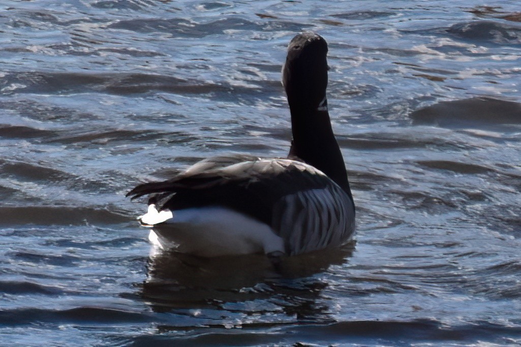 Brant - ML646292012