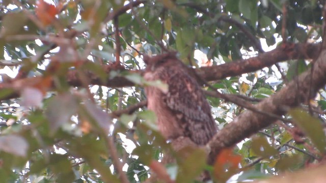 Búho Pescador de Sri Lanka - ML646292019