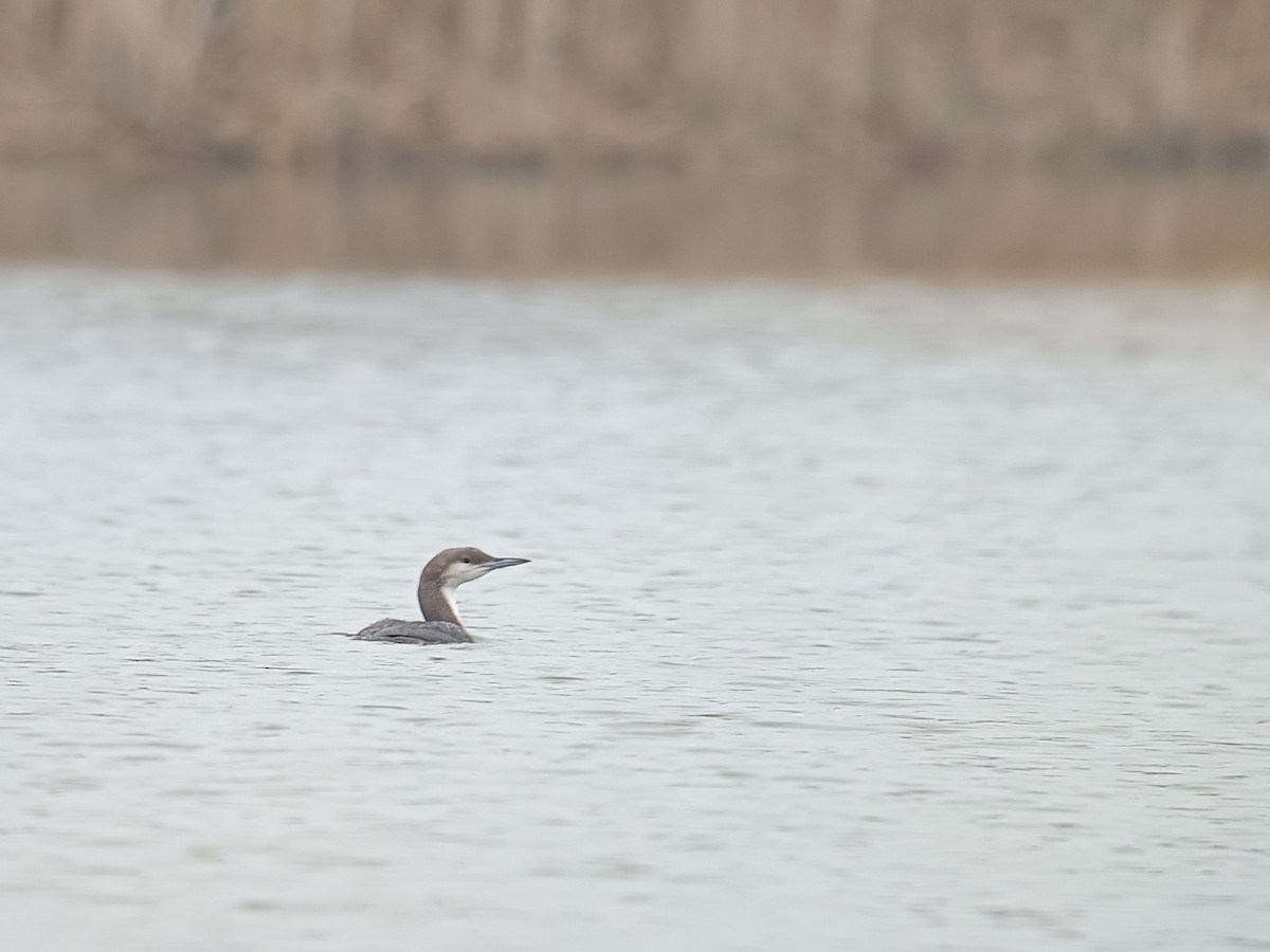 Arctic Loon - ML646292020