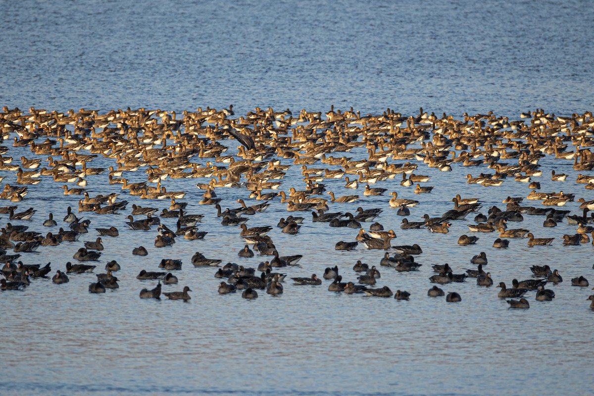 husa běločelá - ML646292023