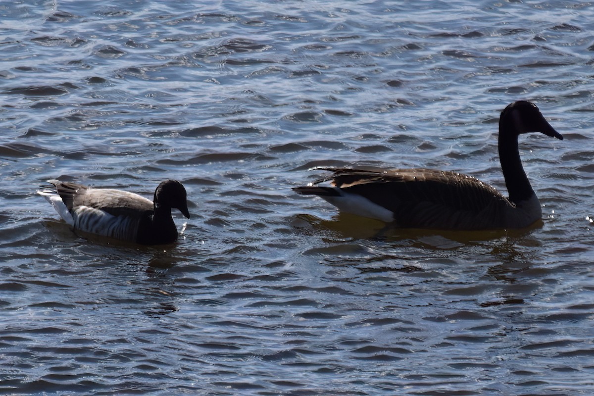 Brant - ML646292029
