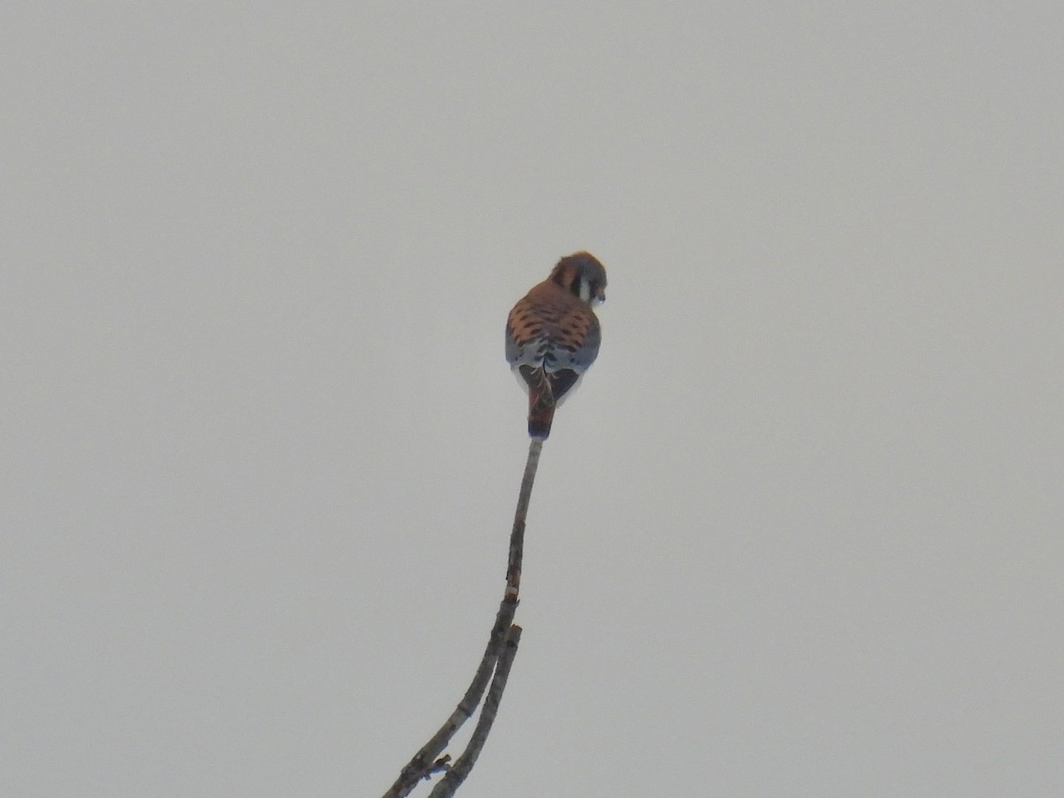 American Kestrel - ML646292038