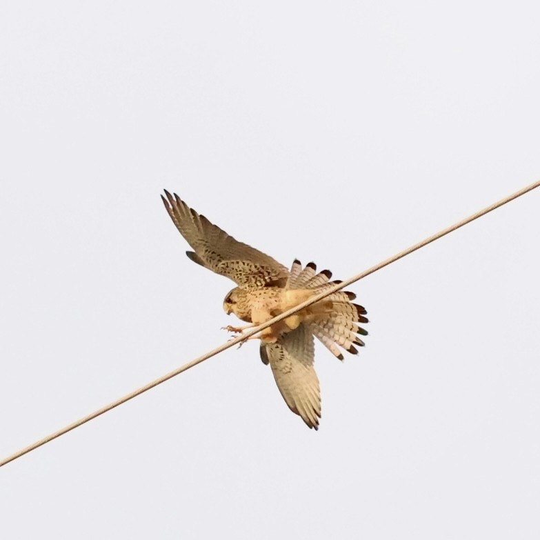 Eurasian Kestrel - ML646292051