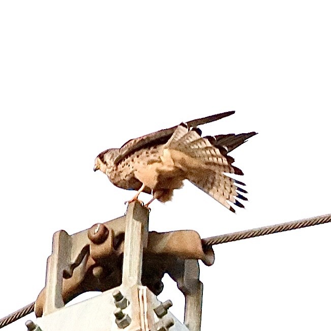 Eurasian Kestrel - ML646292052