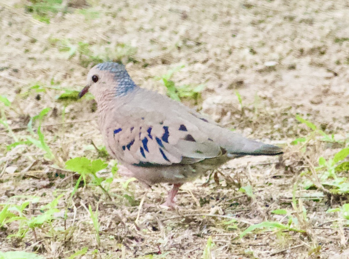 Common Ground Dove - ML646292053