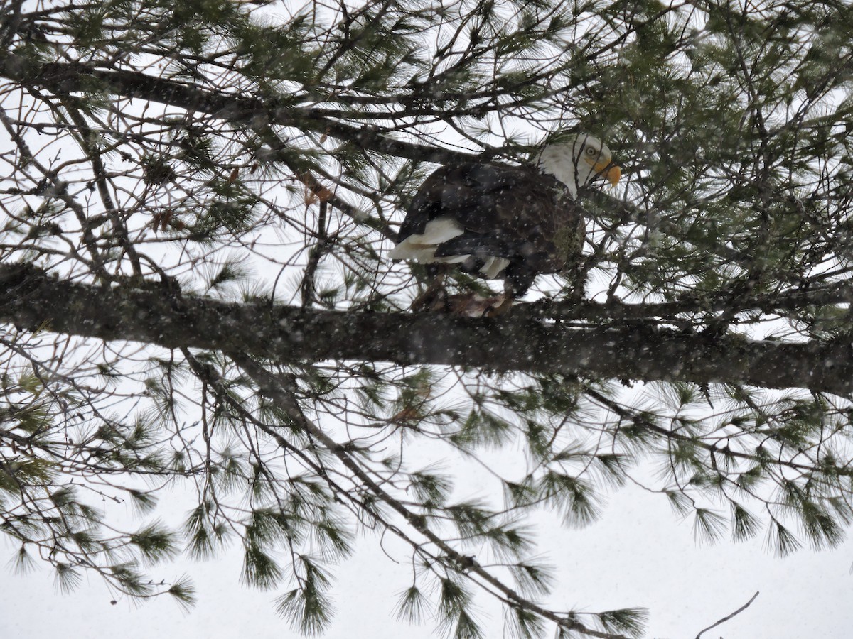 Bald Eagle - ML646292055