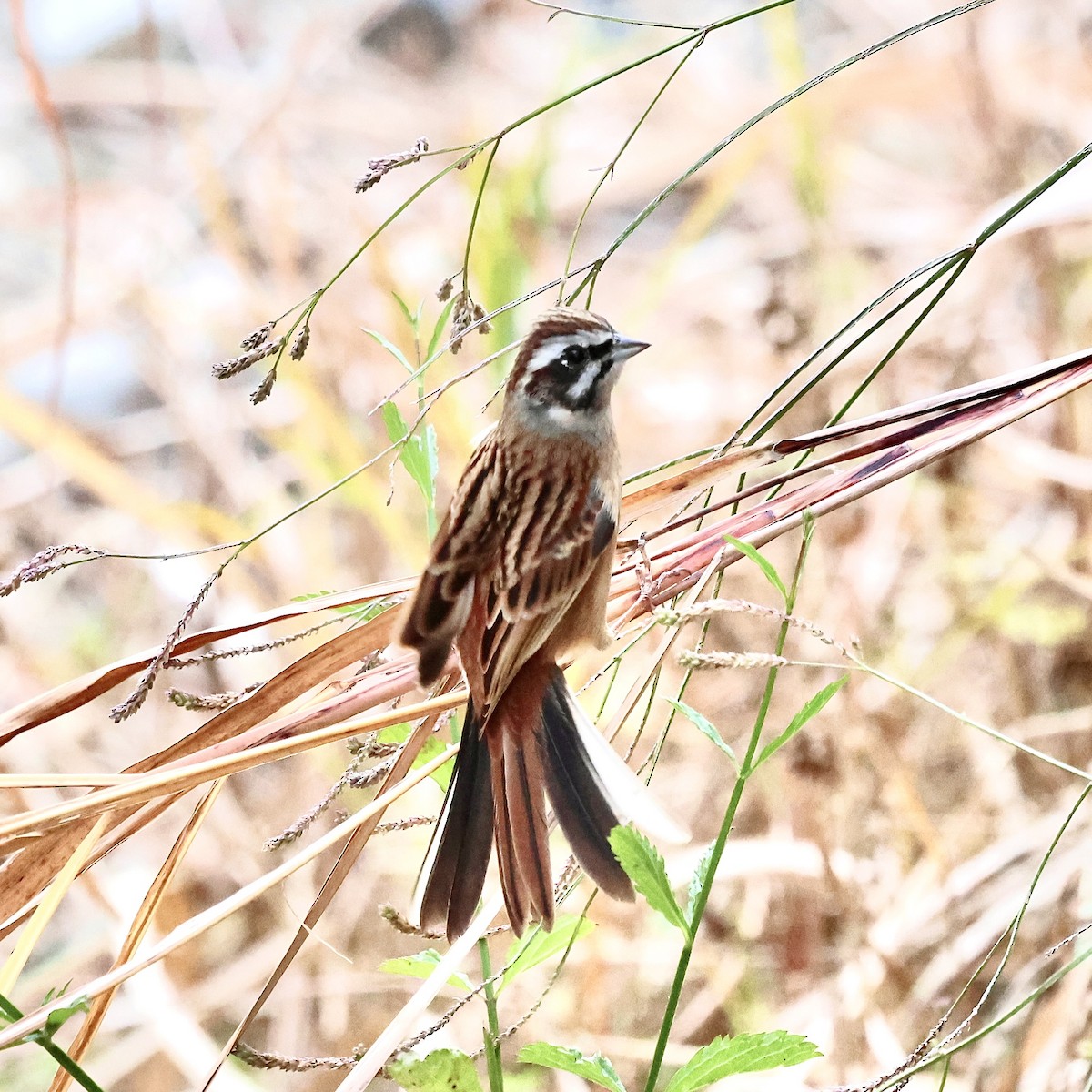 Meadow Bunting - ML646292056