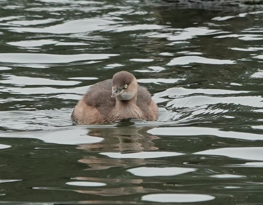 Little Grebe - ML646292057