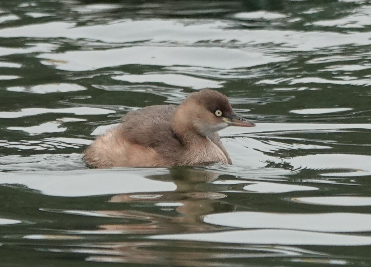 Little Grebe - ML646292058