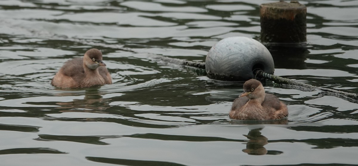 Little Grebe - ML646292059