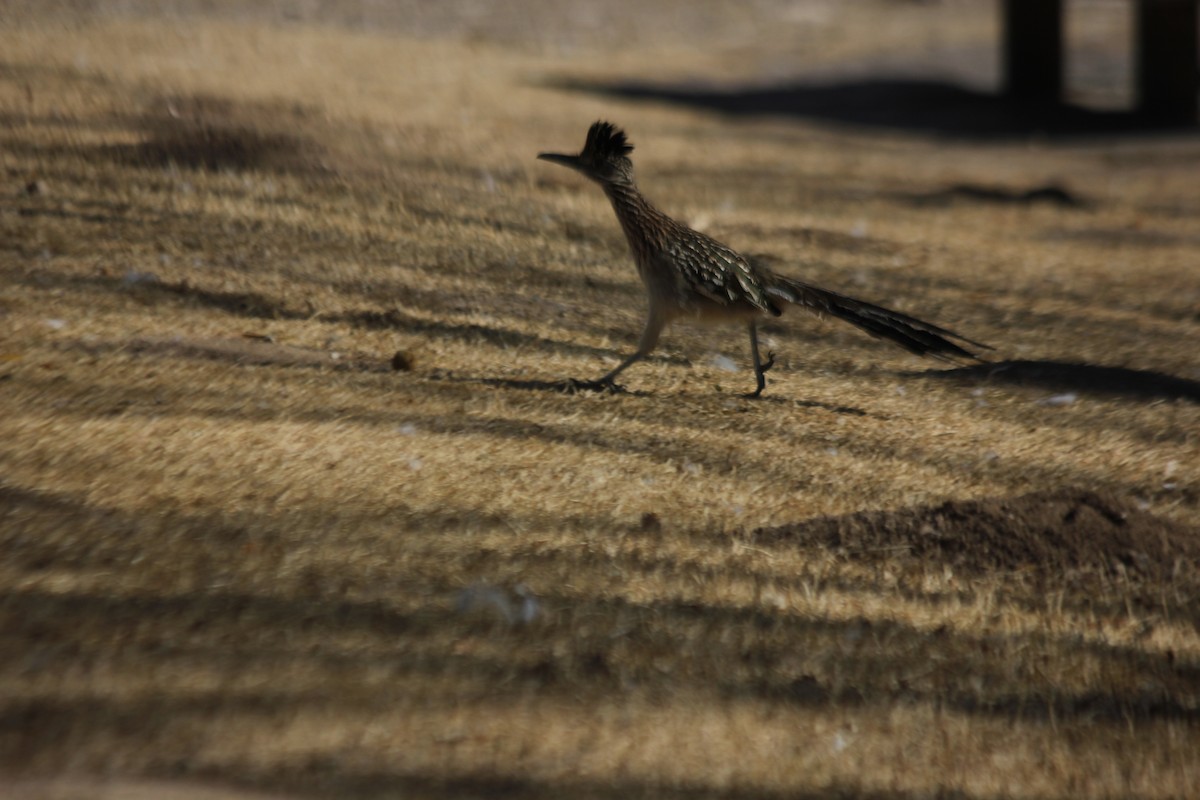 Greater Roadrunner - ML646292060
