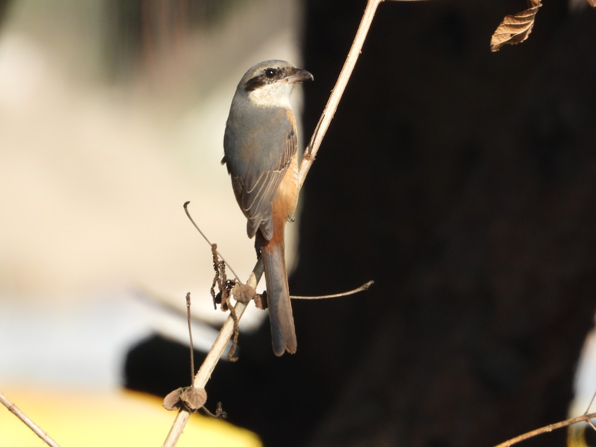 Gray-backed Shrike - ML646292061