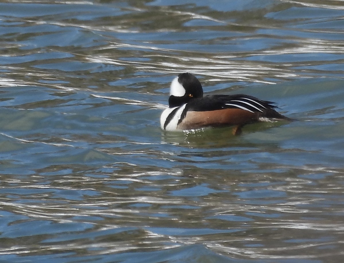 Hooded Merganser - ML646292062