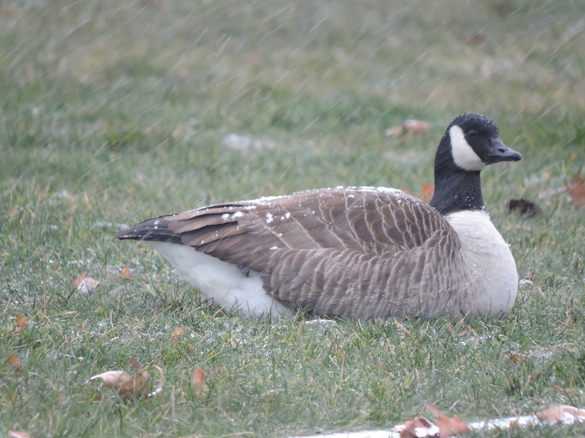 Canada Goose - ML646292063