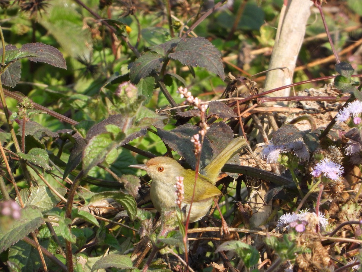 Common Tailorbird - ML646292064