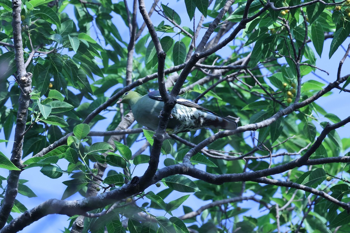 Madagascar Green-Pigeon - ML646292065
