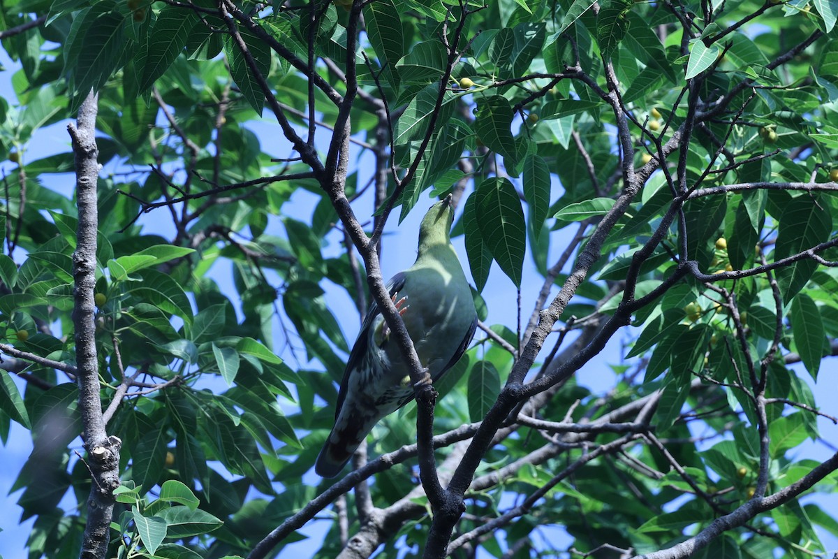 Madagascar Green-Pigeon - ML646292066