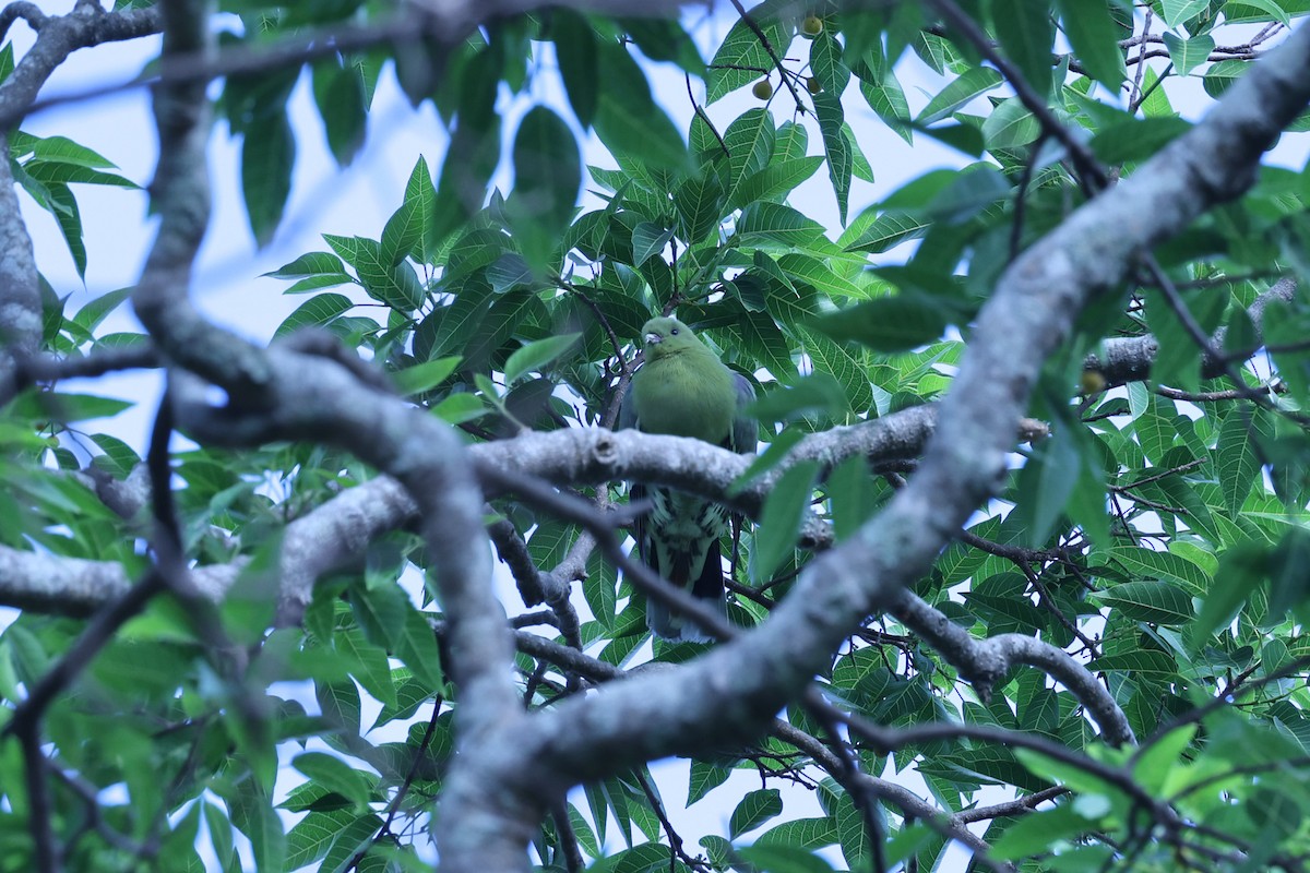 Madagascar Green-Pigeon - ML646292067