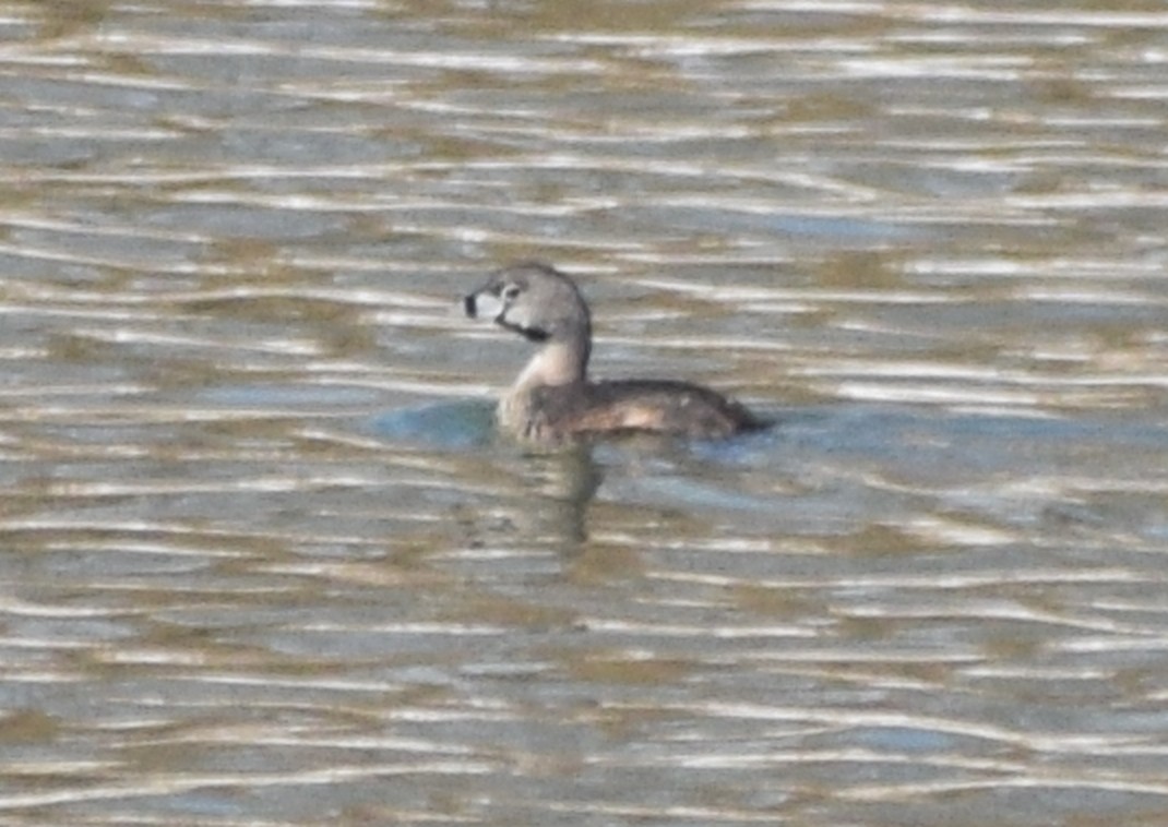 Pied-billed Grebe - ML646292068