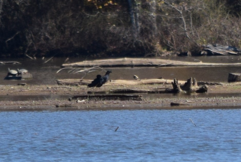 Fish Crow - ML646292069