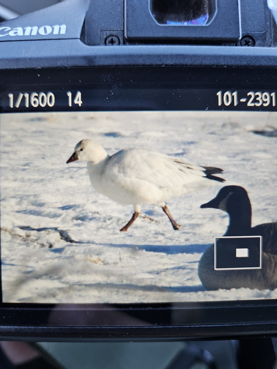 Ross's Goose - ML646292070