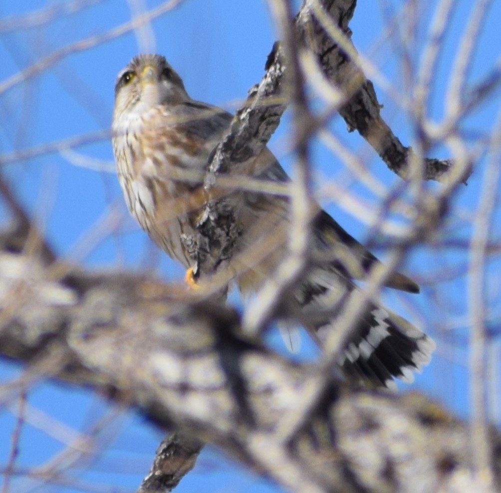 Merlin - ML646292073