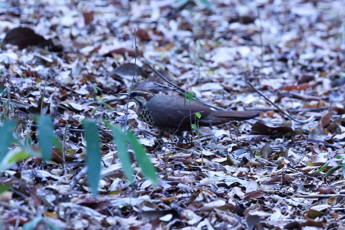 White-breasted Mesite - ML646292076